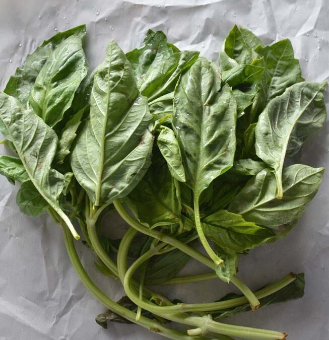 Summer Fresh Basil — Green is In