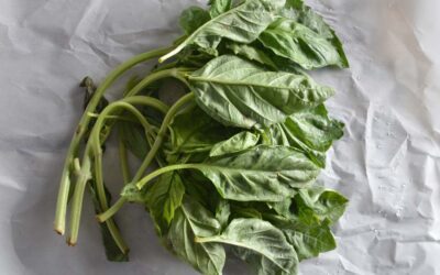 Summer Fresh Basil — Green is In