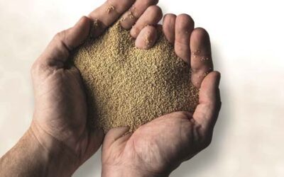 Dough Doctor: Great Grains