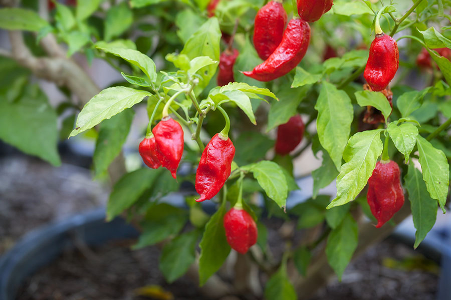 Image of ghost peppers growing on a farm