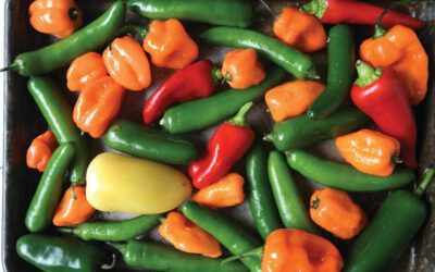 Trending Chili Peppers: Chili, Chili, Bang, Bang