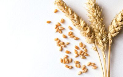 Grains World — Adding ancient grains to pizza