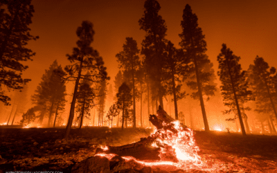 Slice Out Hunger Responds as Los Angeles Pizzerias Grapple With Wildfires