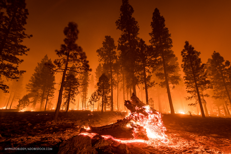 wildfire in forest