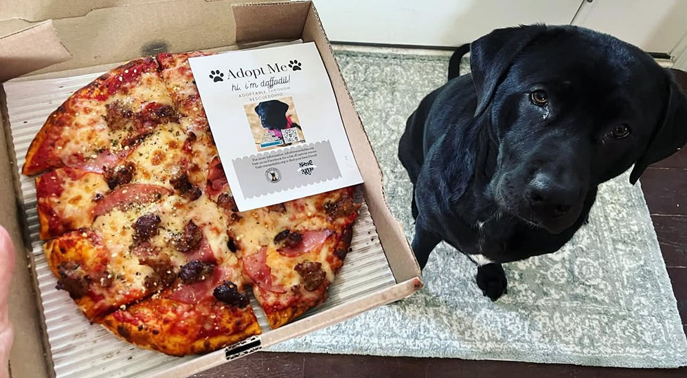 Image of Daffodil the shelter dog with a pizza promoting her adoption.