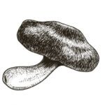 Illustration of portobello mushroom