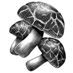 Illustration of shiitake mushrooms