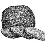 Illustration of truffle mushroom