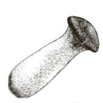 Illustration of trumpet mushroom